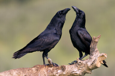 Raaf (Corvus corax)