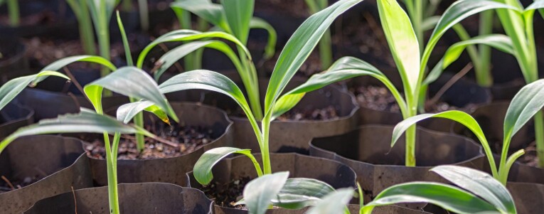 Bananen kweken: Van zaad tot plant