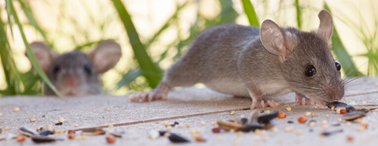 Ratten en muizen bezoeken de voederplaats