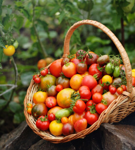 Tomaten van eigen kweek
