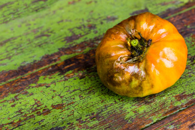 Tomaten- of aardappelplaag: Phytophtora infestans