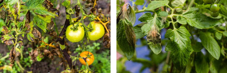 Schimmelziekte bij tomatenplanten