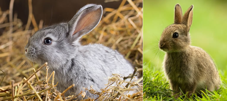 schoonmaken Erge, ernstige Perforeren Soorten konijnenvoer: wat mag een konijnen eten en wat niet?