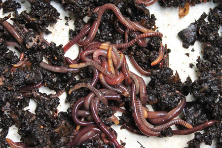 financieel militie tijdelijk Soorten regenworm: de ene worm is de andere niet - Tuinadvies
