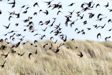 Ze vliegen 's avonds vaak met honderden tot duizenden spreeuwen samen.
