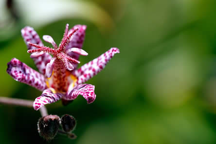 Trycirtis of herfstorchidee
