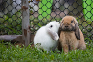 Tips het houden en verzorgen van konijnen Tuinadvies