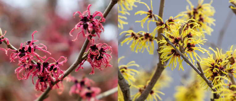 Hamamelis x intermedia 'Ruby' - Hamamelis intermedia 'Yellow winter spring'