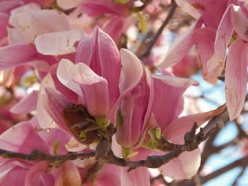 magnolia in bloei