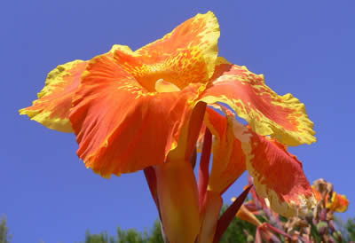 Canna indica