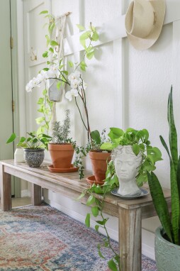 Combineer hangplanten met bloemen en bladplanten