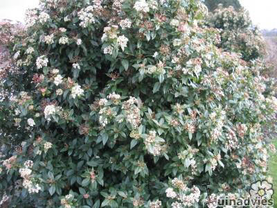 Viburnum tinus verzorging