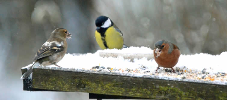 voederen in de winter - Waarop letten bij van vogels