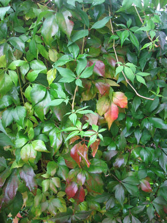 Archeologisch Ongepast vandaag Parthenociccus quinquefolia - wilde wingerd als klimplant met mooie  bladeren in de herfst