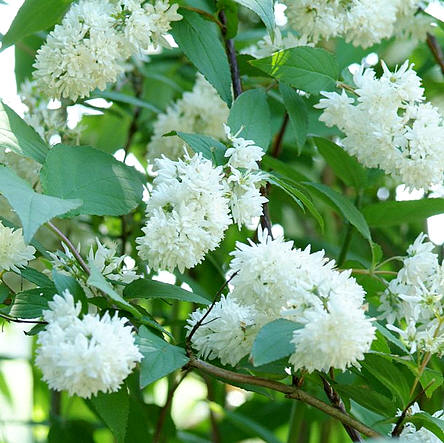 genetisch Geweldig Evaluatie Witte bloemen in de tuin zoals sissinghurst garden - witte tuin met  geurende bloemen