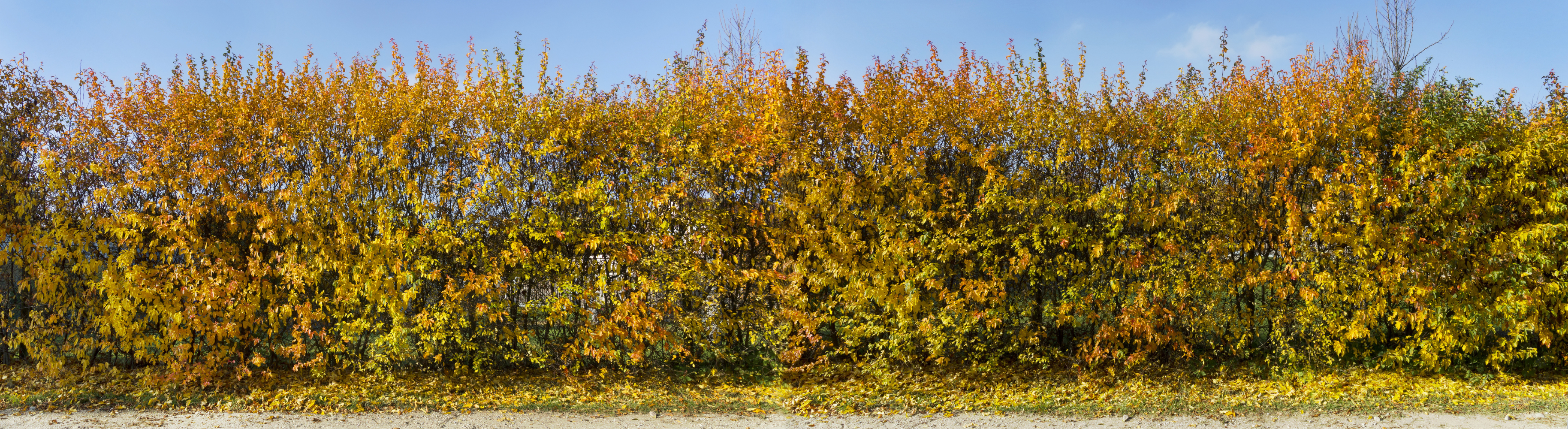 Goedkoop en gemakkelijk geplant!
