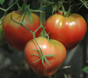 Soorten tomaten