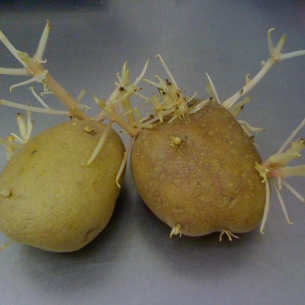 Scheutvorming op aardappelen bestrijden