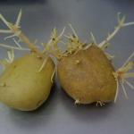 Scheutvorming op aardappelen