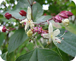 Clerodendron 