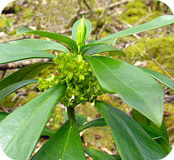 Daphne laureola