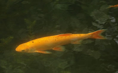 Goudwinde, een dankbare vis vijver soorten windes en hun verzorging
