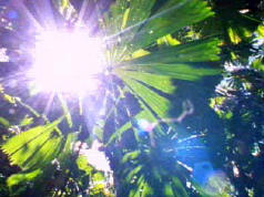 Ongekend Tuinaanleg: zon of schaduw belangrijk bij de keuze van uw planten XP-13