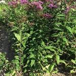 Vernonia gigantea - Vernonia - Vernonia gigantea