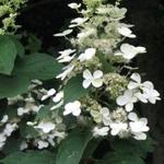 Hydrangea paniculata `White Moth`  - Pluimhortensia