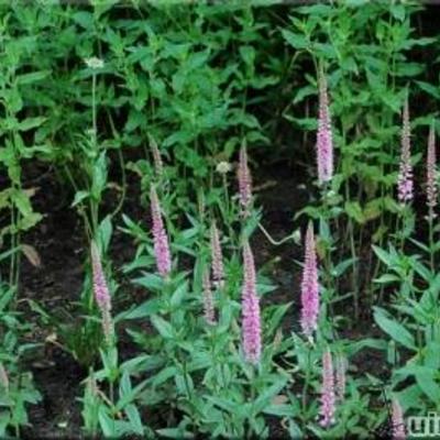 ereprijs - Veronica longifolia 'Pink Damask'