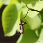 Aristolochia durior - Pijpbloem