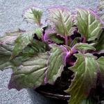 Gynura aurantiaca 'Purple Passion' - Fluweelblad
