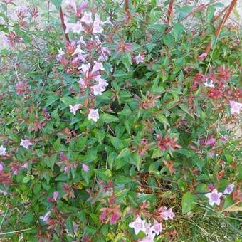 Abelia parvifolia