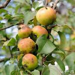 Wilde appelboom - Malus sylvestris