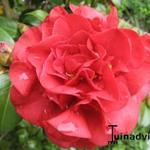 Camellia japonica - Camelia