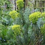 Euphorbia characias - Wolfsmelk
