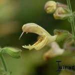 Salvia glutinosa - Kleverige salie