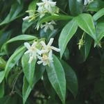 Toscaanse Jasmijn,Sterjasmijn - Trachelospermum jasminoides
