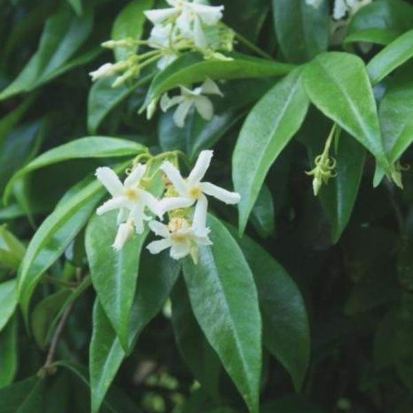 Toscaanse Jasmijn,Sterjasmijn - Trachelospermum Jasminoides - Vaste Planten  - Planten Online Kopen | Tuinadvies