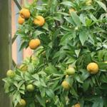 Citrus reticulata  - Mandarijnboompje