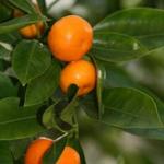 Citrus x microcarpa - Kamersinaasappel