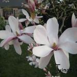Magnolia denudata 'Purple Eye' - Beverboom