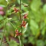 Epipactis gigantea - Orchidee
