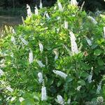 Clethra alnifolia - Schijnels - Clethra alnifolia