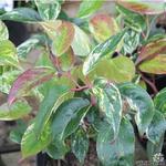 Leucothoe fontanesiana 'Rainbow' - Druifheide