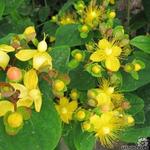 Hypericum x inodorum - Hertshooi