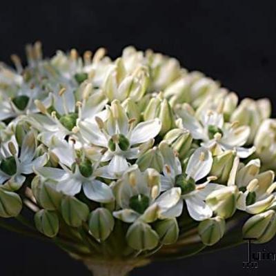 Allium nigrum - Sierui