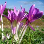 Colchicum autumnale 'Major' - Herfsttijloos