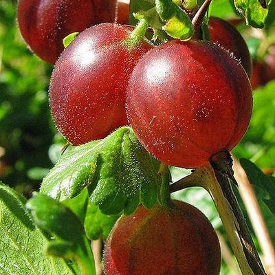 Ribes uva-crispa Hinnonmaki Röd - Rode stekelbes, Kruisbes, Klapbes