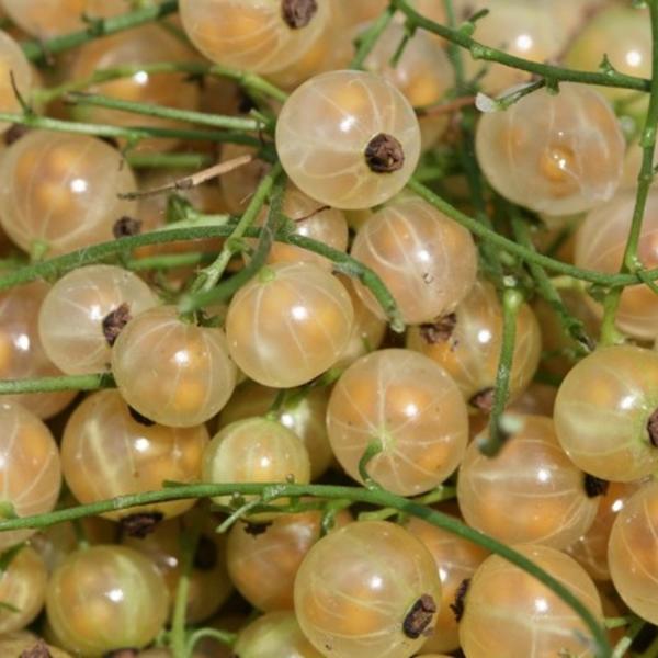 Witte aalbes, witte bes, Trosbes - Ribes rubrum (witte bes)
